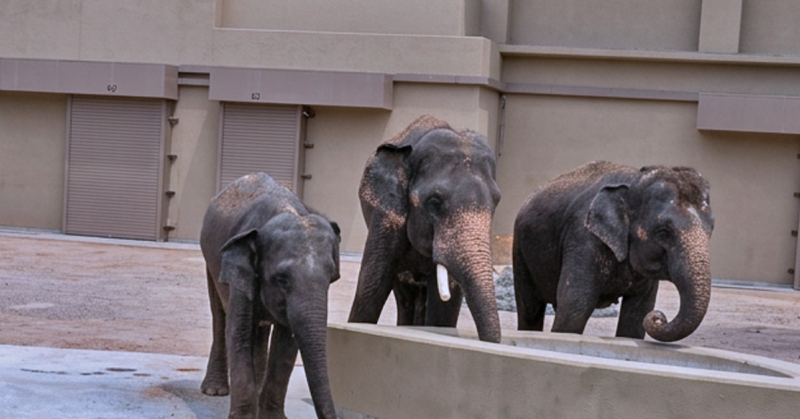 WWF-Malaysia respon isu pemindahan tiga gajah Asia Dara, Amoi dan Kelat ke Zoo Tennoji, Jepun