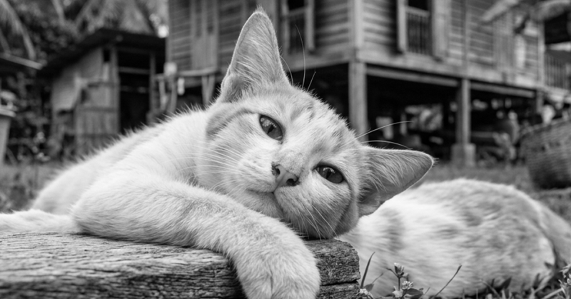 Jabatan Perkhidmatan Veterinar (JPV) Terengganu menyiasat video tular yang menunjukkan penganiayaan terhadap seekor kucing.