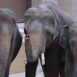 PETA gesa gajah Dara Amoi Kelat ditempatkan di pusat perlindungan haiwan bukan zoo