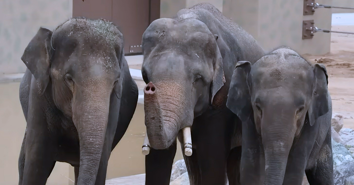 PETA gesa gajah Dara Amoi Kelat ditempatkan di pusat perlindungan haiwan bukan zoo