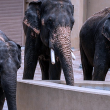 Tiga gajah Malaysia di Tennoji Zoo, Osaka dipantau rapi dengan keadaan kesihatan stabil dan peningkatan berat badan positif.
