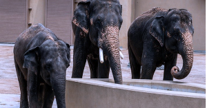 Tiga gajah Malaysia di Tennoji Zoo, Osaka dipantau rapi dengan keadaan kesihatan stabil dan peningkatan berat badan positif.