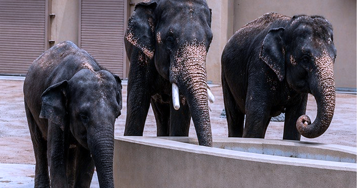 Tiga gajah Malaysia di Tennoji Zoo, Osaka dipantau rapi dengan keadaan kesihatan stabil dan peningkatan berat badan positif.
