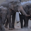 tiga gajah Asia di kawasan zoo Tennoji