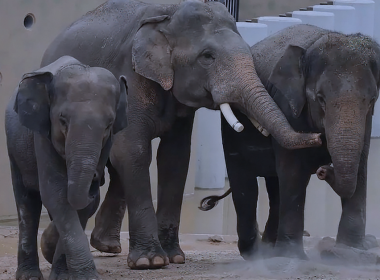 tiga gajah Asia di kawasan zoo Tennoji