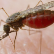 Nyamuk pembawa malaria, vektor jangkitan penyakit malaria.