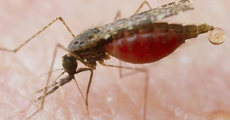 Nyamuk pembawa malaria, vektor jangkitan penyakit malaria.