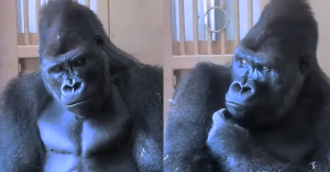 Gorila Kiyomasa duduk bersendirian dalam posisi termenung di Zoo Higashiyama selepas bergaduh dengan pasangannya.