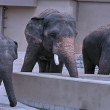 Menteri Sumber Asli dan Kelestarian Alam, Datuk Seri Arthur Joseph Kurup, mengulas mengenai siasatan SPRM berkaitan pemindahan tiga ekor gajah Asia dari Zoo Taiping ke Jepun.