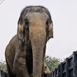 PERHILITAN respon isu tular penggunaan gajah Sanum dan Mekna.