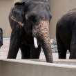 DAK di Tennoji Zoo Osaka kelihatan sihat dan aktif dalam habitat baharu.