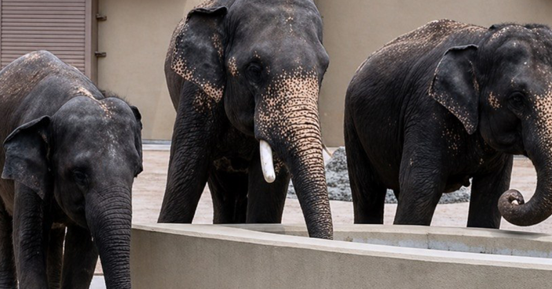 DAK di Tennoji Zoo Osaka kelihatan sihat dan aktif dalam habitat baharu.