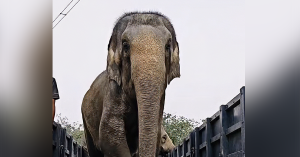 PERHILITAN respon isu tular penggunaan gajah Sanum dan Mekna.