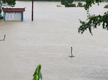 Ular terlepas selepas ladang pembiakan musnah akibat banjir di Guangxi China