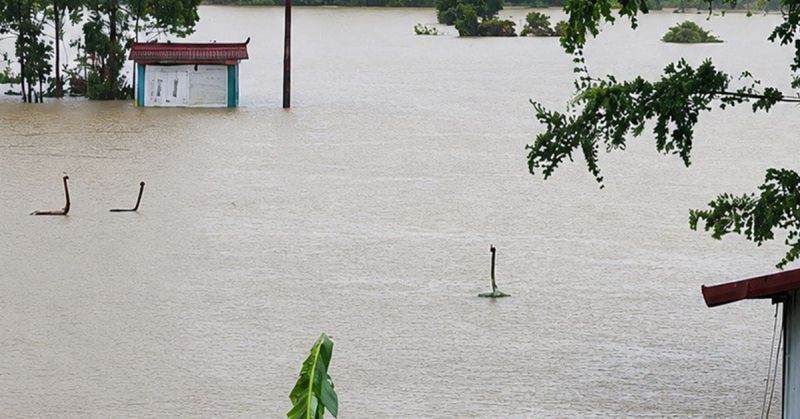 Ular terlepas selepas ladang pembiakan musnah akibat banjir di Guangxi China