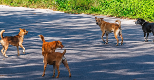Anjing terbiar berkeliaran di kawasan perumahan di Malaysia