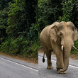 Gajah ‘Sulong’ berjalan di Jalan Raya Timur Barat, Gerik