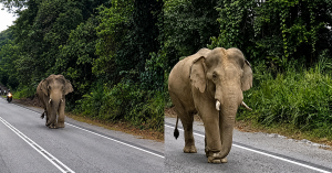 Gajah ‘Sulong’ berjalan di Jalan Raya Timur Barat, Gerik