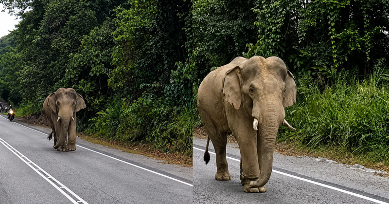 Gajah ‘Sulong’ berjalan di Jalan Raya Timur Barat, Gerik