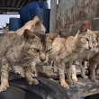 Kucing kurus dan kelaparan ditemukan di struktur seperti pondok terapung di Pulau Ketam, Klang