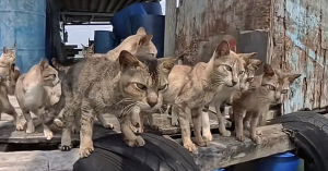 Kucing kurus dan kelaparan ditemukan di struktur seperti pondok terapung di Pulau Ketam, Klang