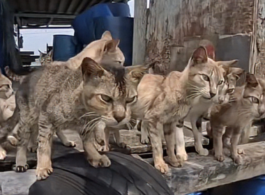 Kucing kurus dan kelaparan ditemukan di struktur seperti pondok terapung di Pulau Ketam, Klang