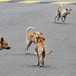 Program insentif penyerahan anjing terbiar oleh Majlis Bandaraya Seremban ditentang.