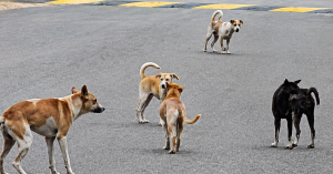 Program insentif penyerahan anjing terbiar oleh Majlis Bandaraya Seremban ditentang.
