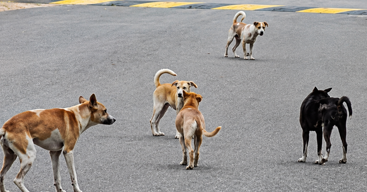 Program insentif penyerahan anjing terbiar oleh Majlis Bandaraya Seremban ditentang.