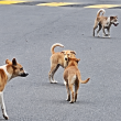 Kenyataan media JKN Kedah mengenai kematian seorang lelaki akibat rabies di Kubang Pasu.