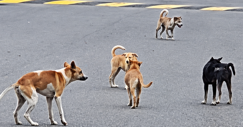 Kenyataan media JKN Kedah mengenai kematian seorang lelaki akibat rabies di Kubang Pasu.
