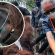 Orang utan Sampurna menerima rawatan selepas diselamatkan akibat terjejas asap kebakaran hutan di Kalimantan Barat.