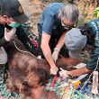 Orang utan Sempurna ditemukan dalam keadaan lemah sebelum diselamatkan di Ketapang, Kalimantan Barat