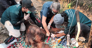 Orang utan Sempurna ditemukan dalam keadaan lemah sebelum diselamatkan di Ketapang, Kalimantan Barat