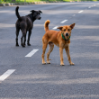 Operasi menangkap anjing liar di Batu Pahat susulan kanak-kanak diserang
