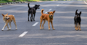 Operasi menangkap anjing liar di Batu Pahat susulan kanak-kanak diserang