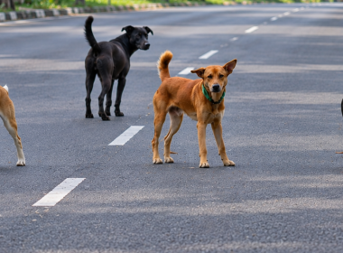 Operasi menangkap anjing liar di Batu Pahat susulan kanak-kanak diserang