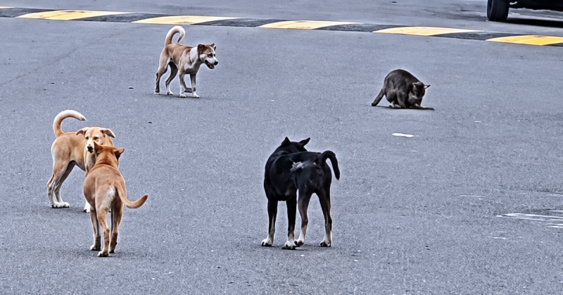 Malaysia Animal Association persoal dakwaan anjing yang menyerang Nur Haira milik datuk mangsa