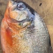Ikan disyaki piranha yang dilaporkan ditangkap menggunakan jala di Empangan Klau, Raub, Pahang.