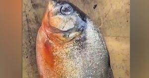 Ikan disyaki piranha yang dilaporkan ditangkap menggunakan jala di Empangan Klau, Raub, Pahang.