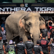 Gajah jantan Sulong Chalil dipindahkan ke Taman Negara Terengganu oleh PERHILITAN