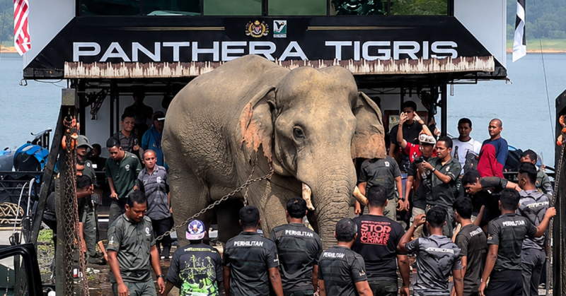 Gajah jantan Sulong Chalil dipindahkan ke Taman Negara Terengganu oleh PERHILITAN