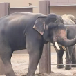 Gajah Kelat di Tennoji Zoo, Osaka yang kini sedang melalui fasa musth.