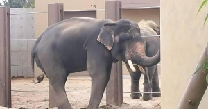 Gajah Kelat di Tennoji Zoo, Osaka yang kini sedang melalui fasa musth.