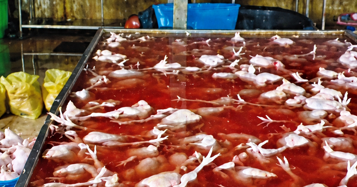 Op Taring Chiller membongkar kegiatan pemprosesan ayam yang diragui status halalnya di sebuah gudang di Puchong, Selangor