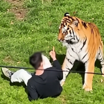 Harimau Amur di Yorkshire Wildlife Park, England, lokasi seorang lelaki maut selepas memasuki kandang haiwan berkenaan.
