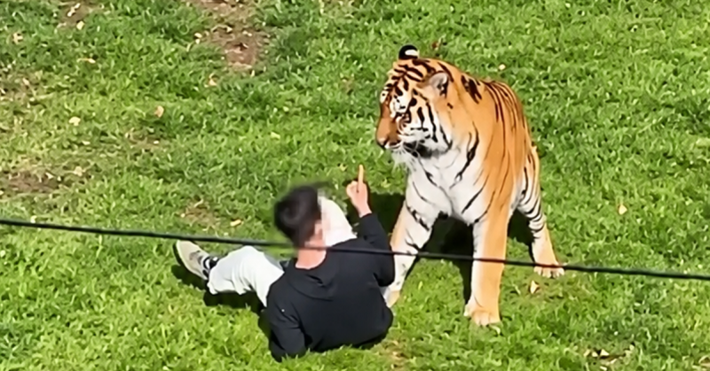 Harimau Amur di Yorkshire Wildlife Park, England, lokasi seorang lelaki maut selepas memasuki kandang haiwan berkenaan.