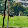 Kanak-kanak tujuh tahun cedera parah diserang anjing liar di taman permainan Lima Kedai, Johor.