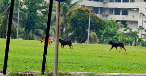 Kanak-kanak tujuh tahun cedera parah diserang anjing liar di taman permainan Lima Kedai, Johor.