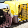 Dua anak kucing diselamatkan aktivis pencinta haiwan susulan kes perbuatan tidak senonoh terhadap kucing di Pasir Puteh, Kelantan.